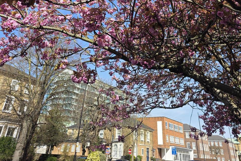 Cherry Blossoms
