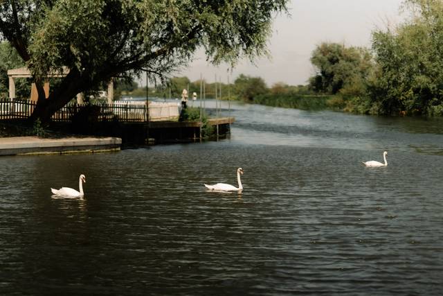 Swans