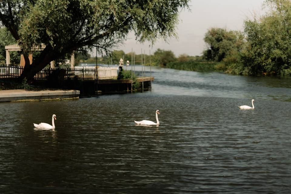 Swans