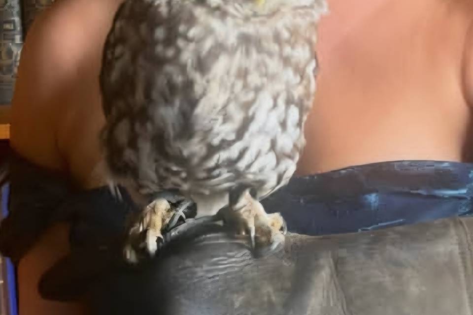 Ring Bearer