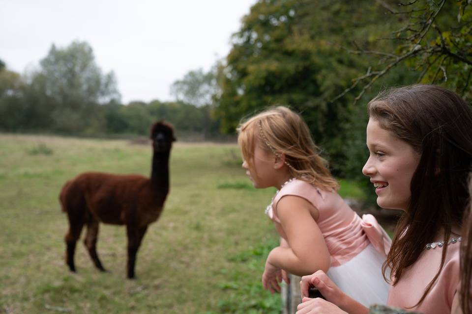Lama Lama