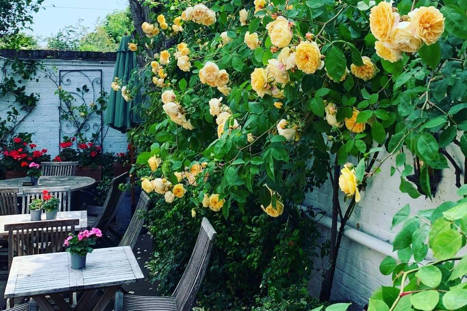 Blooming
