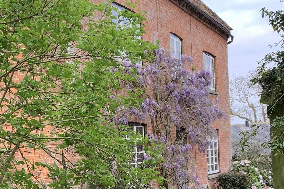 Wisteria season