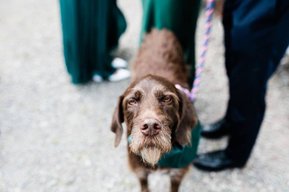 Dog friendly wedding venue