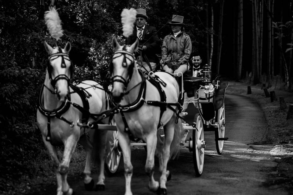 Horse and Carriage