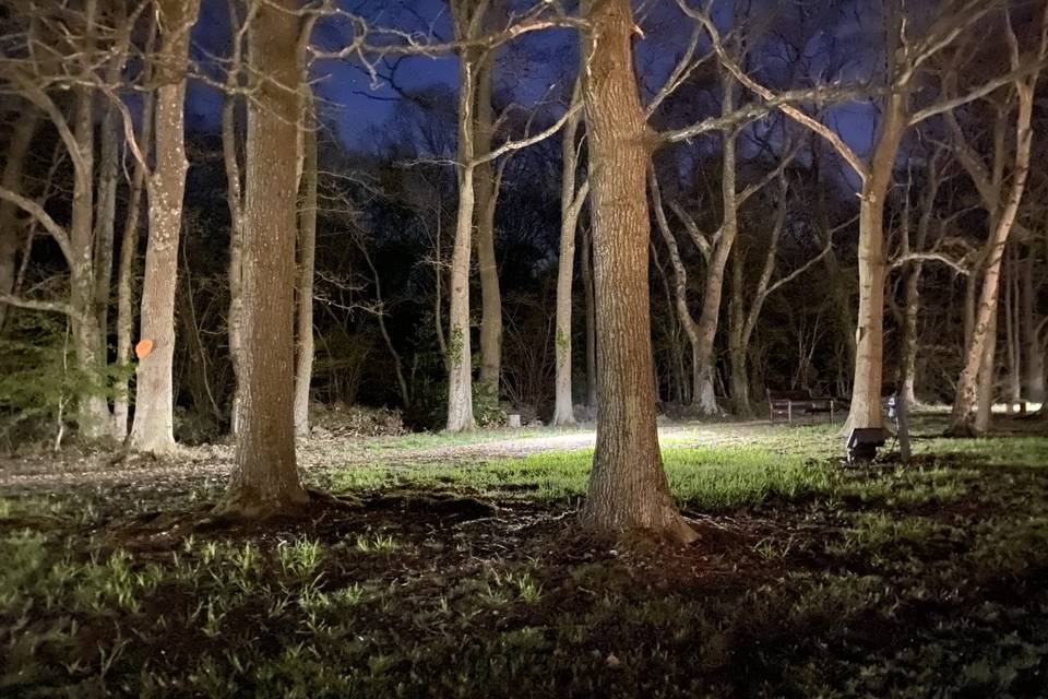 Midnight Woodland Walk