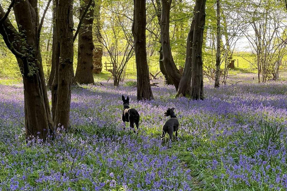 Dogs in the Bluebell wood