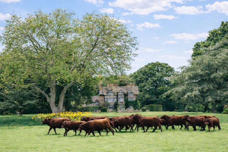 The Ote Hall Cattle