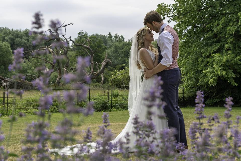 Lavender Fields