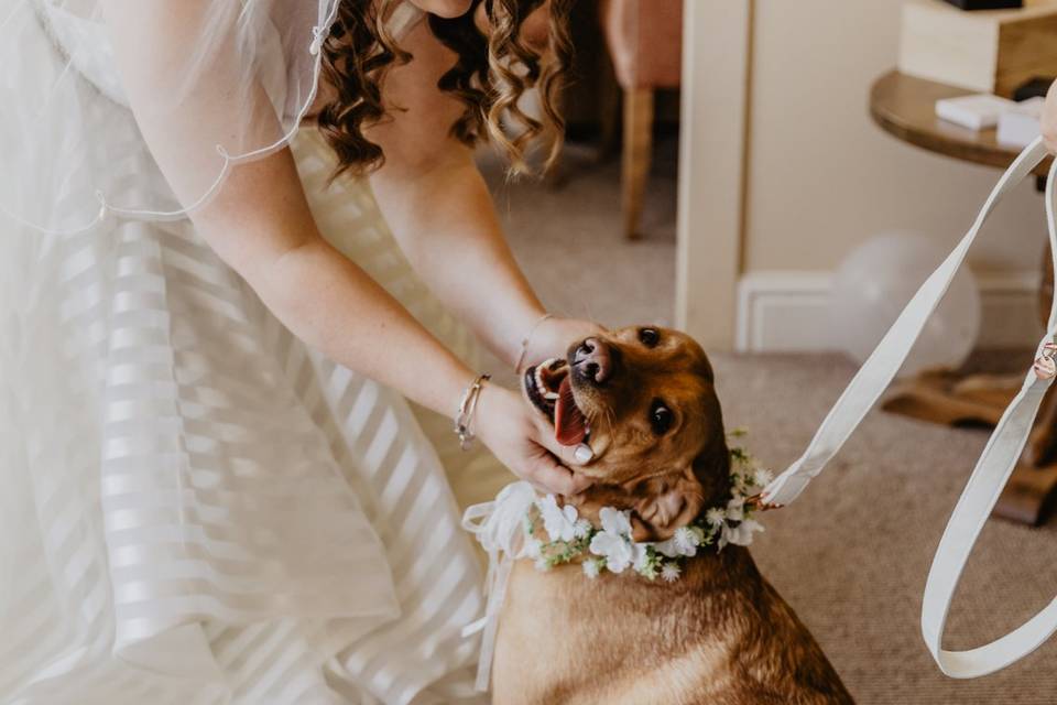 Furry Friend