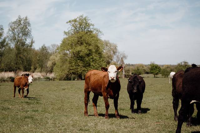 The Cows