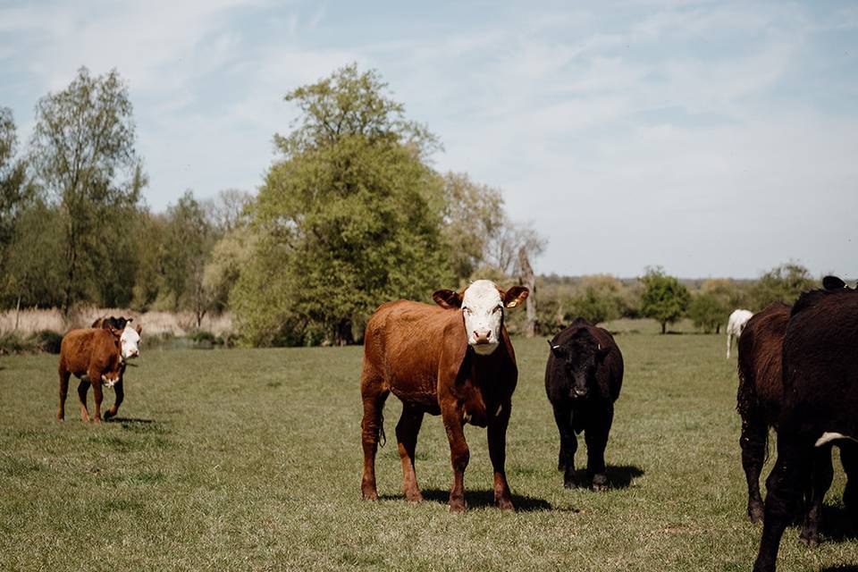 The Cows