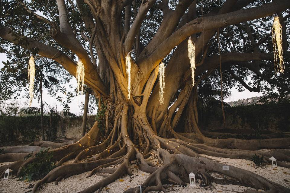 Where nature hosts refined lov