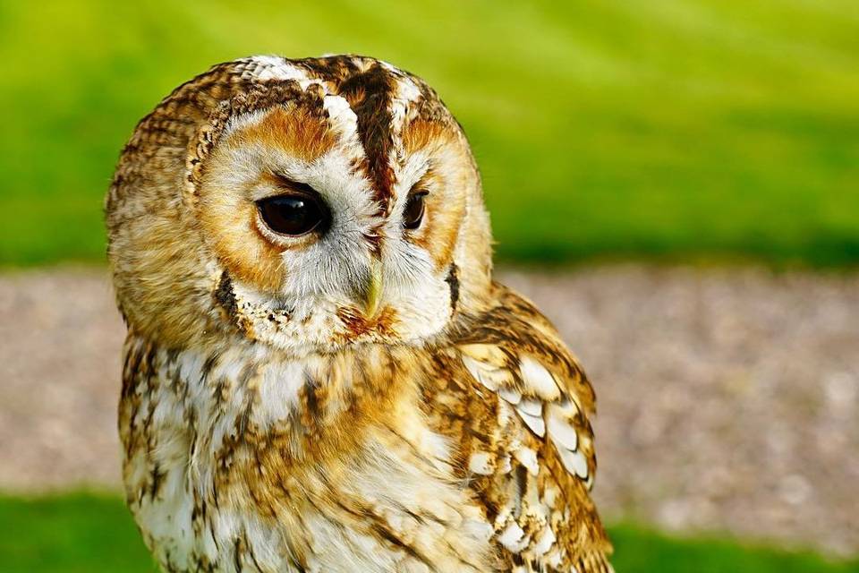 Tawny Owl