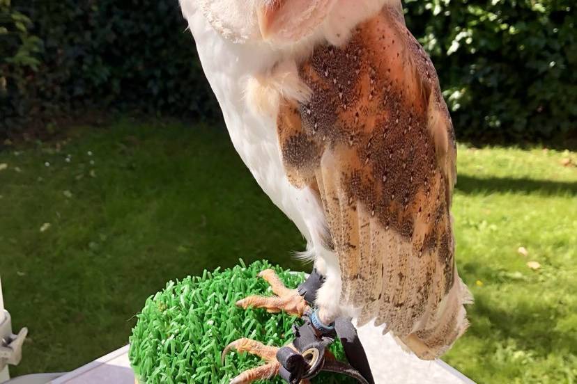 Barn Owl