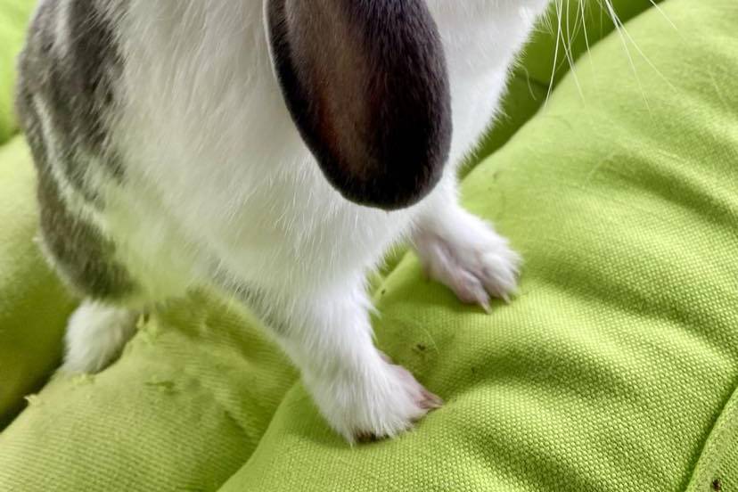 Mini Lop Rabbit