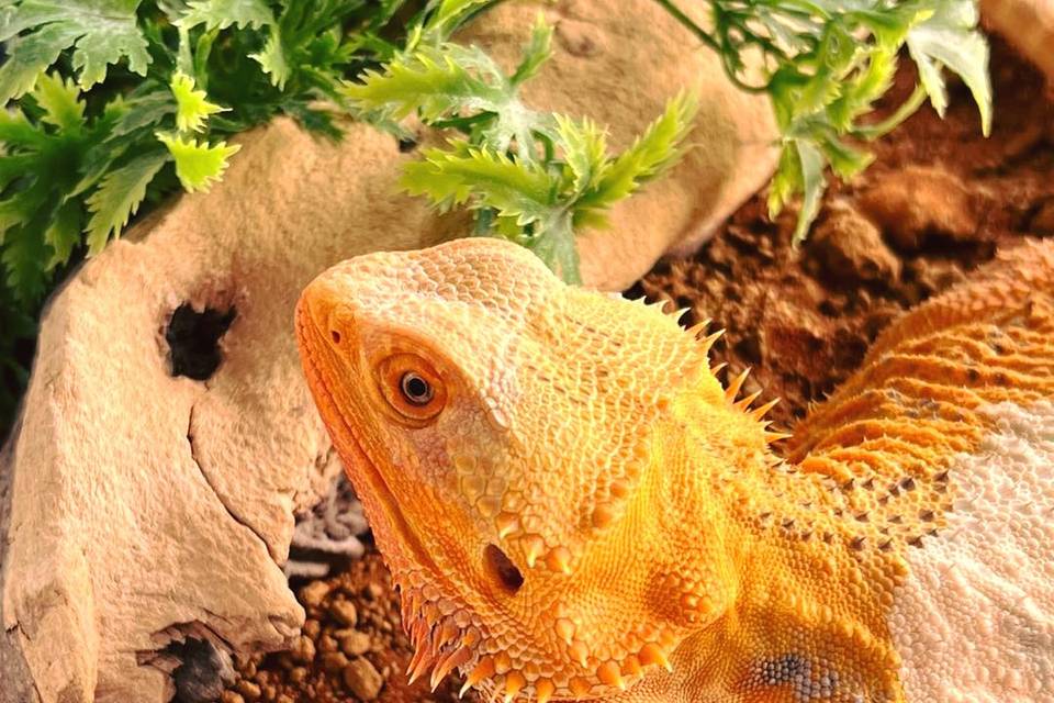Bearded Dragon