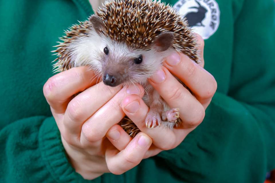 African Pygmy Hedgehog