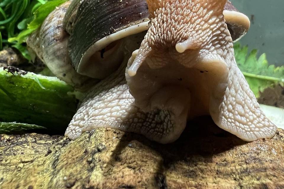 Giant African Land Snail