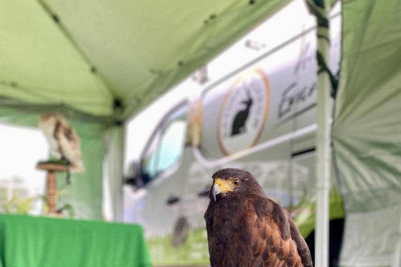 Harries Hawk