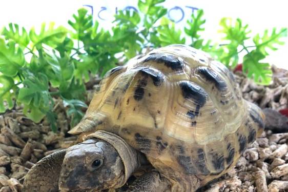 Tortoise