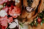 Dog Friendly Weddings