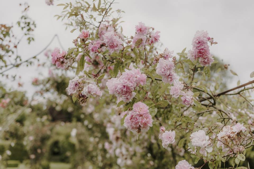 Roses in Bloom