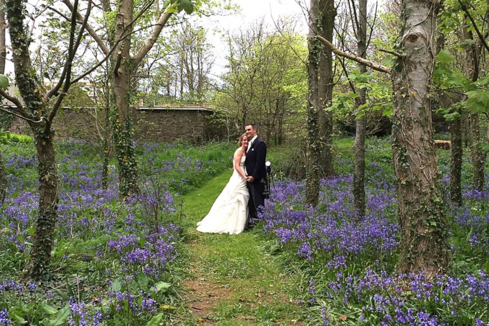 In the Bluebell woods