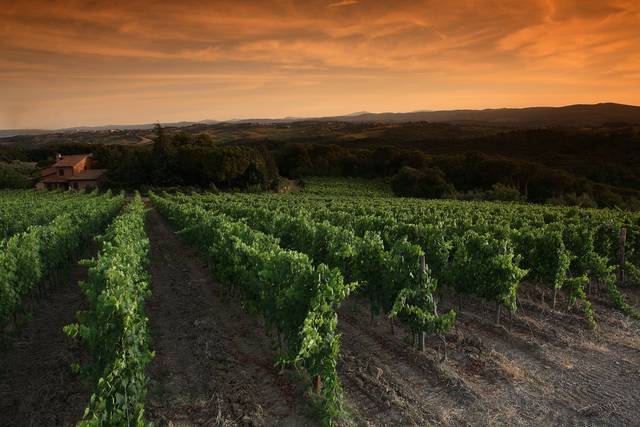 Vineyards