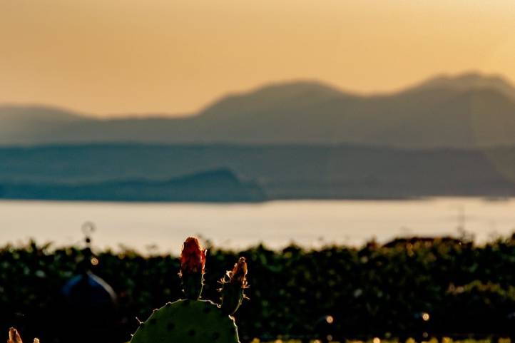 Tenuta Cipressi e Olivi