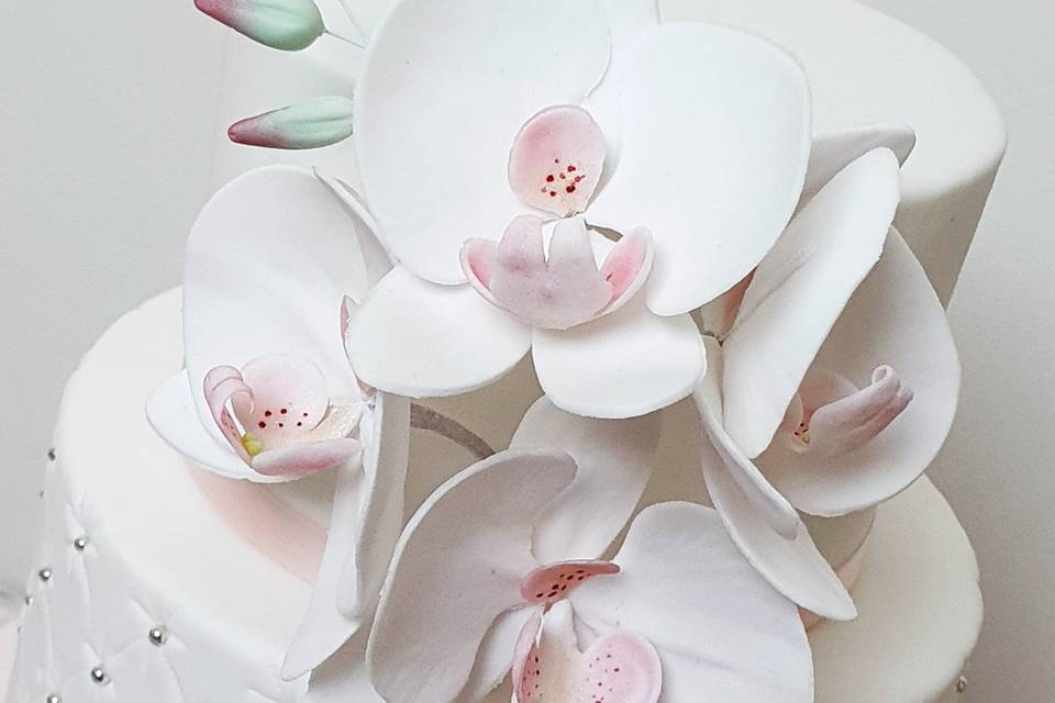 Sugar orchids