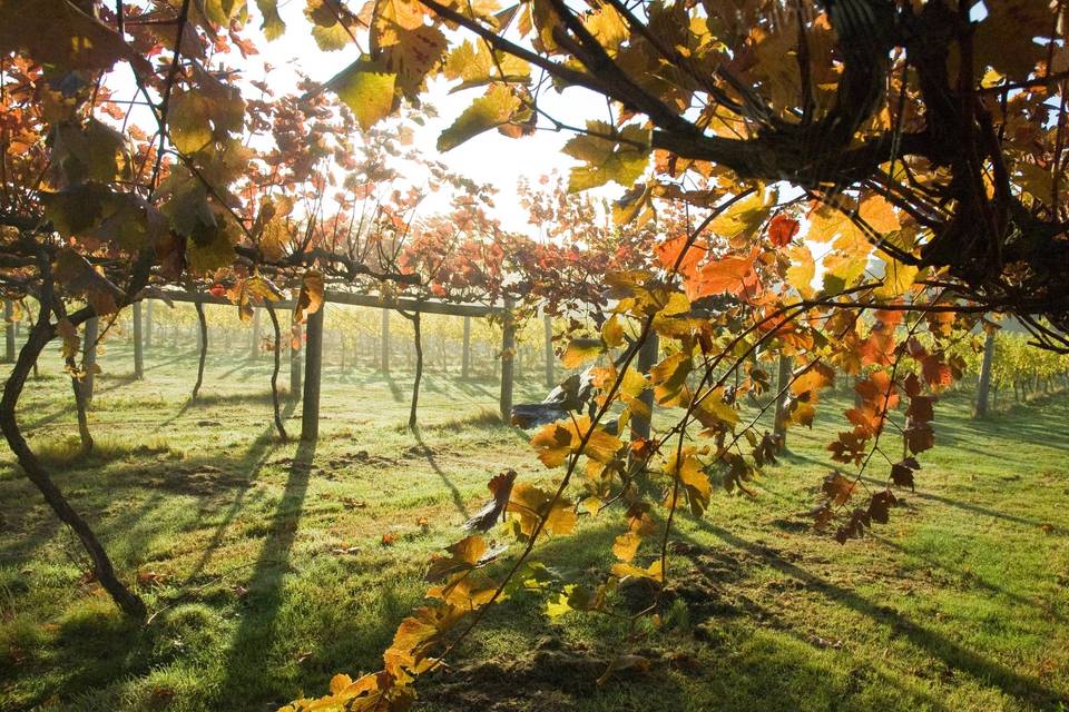 Beautiful autumn leaves