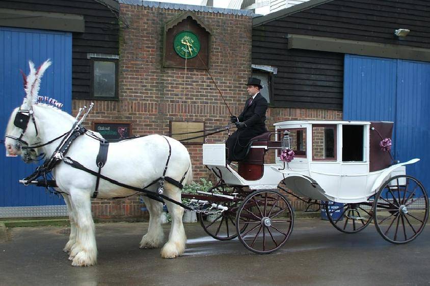 White horses and white carriage