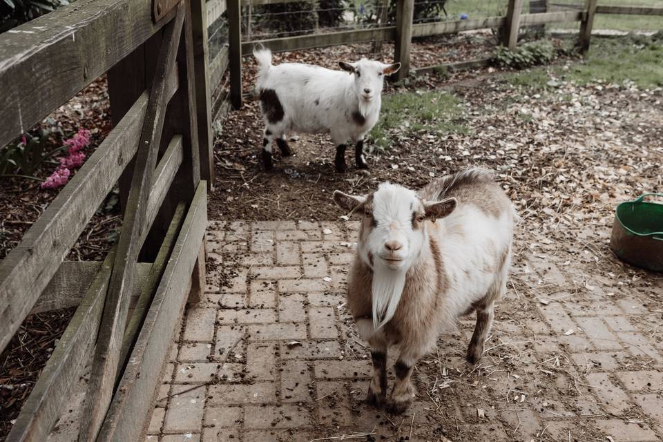 The Resident Goats