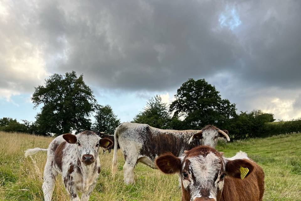 English longhorn calfs