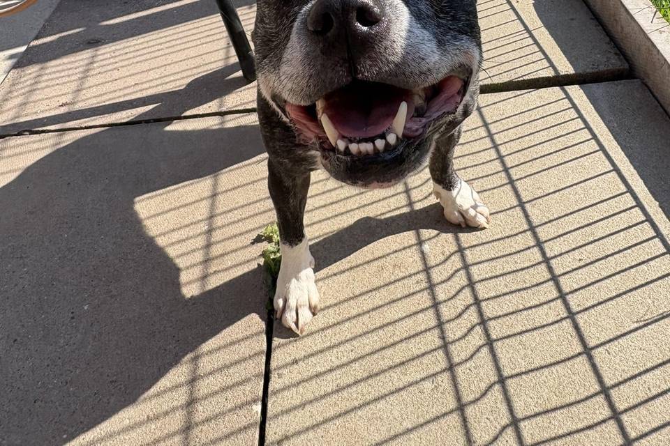 Tilly boarding