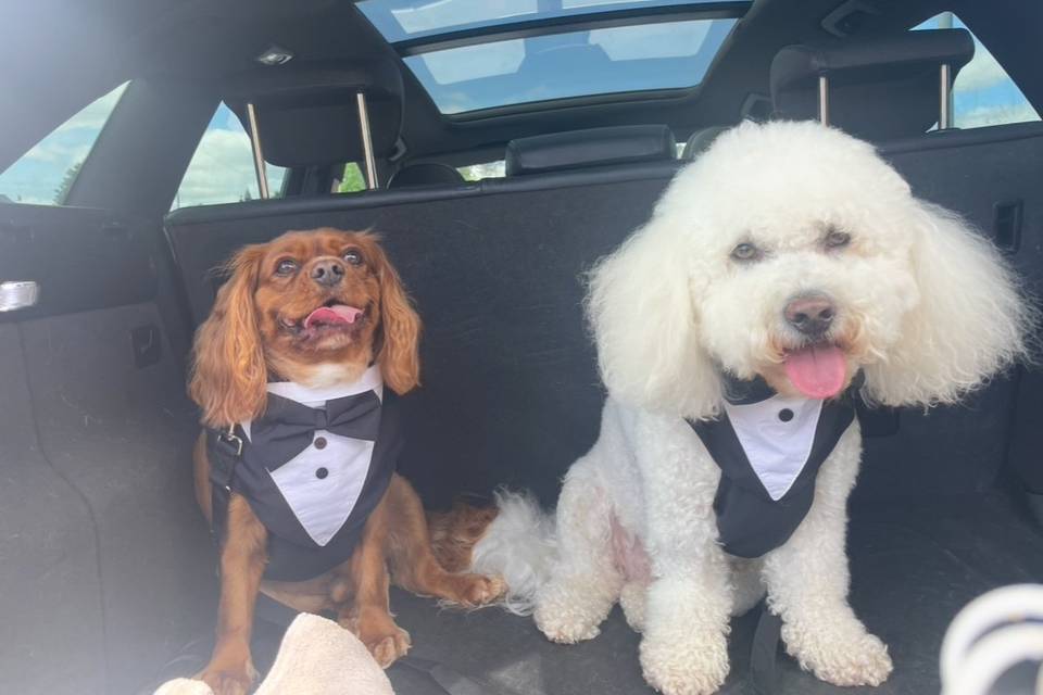 Ready Louis & Teddy