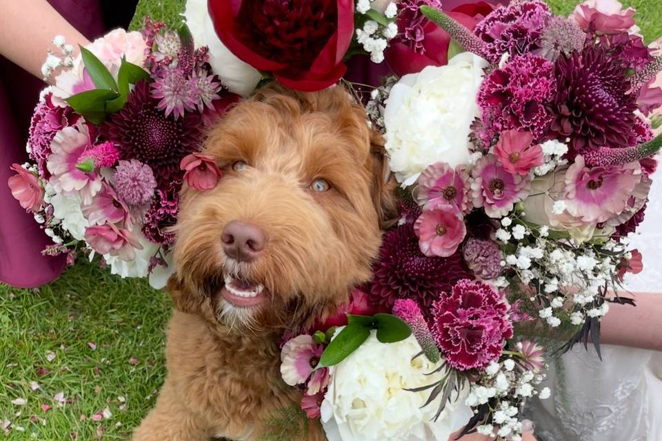 Rosa