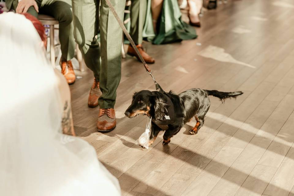 Louie ring bearer
