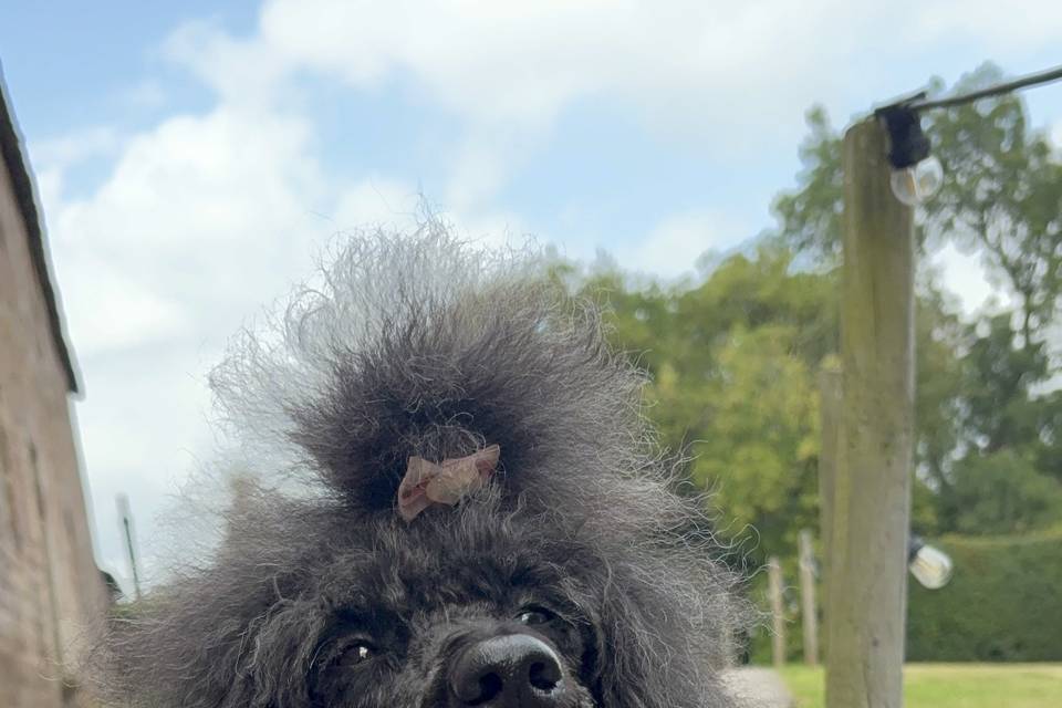 Ring bearer