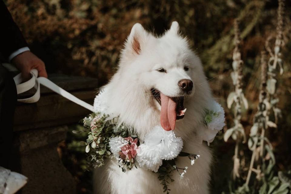 Sasha at foxtail barns