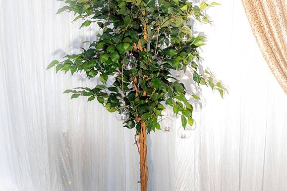 Ficus aisle tree