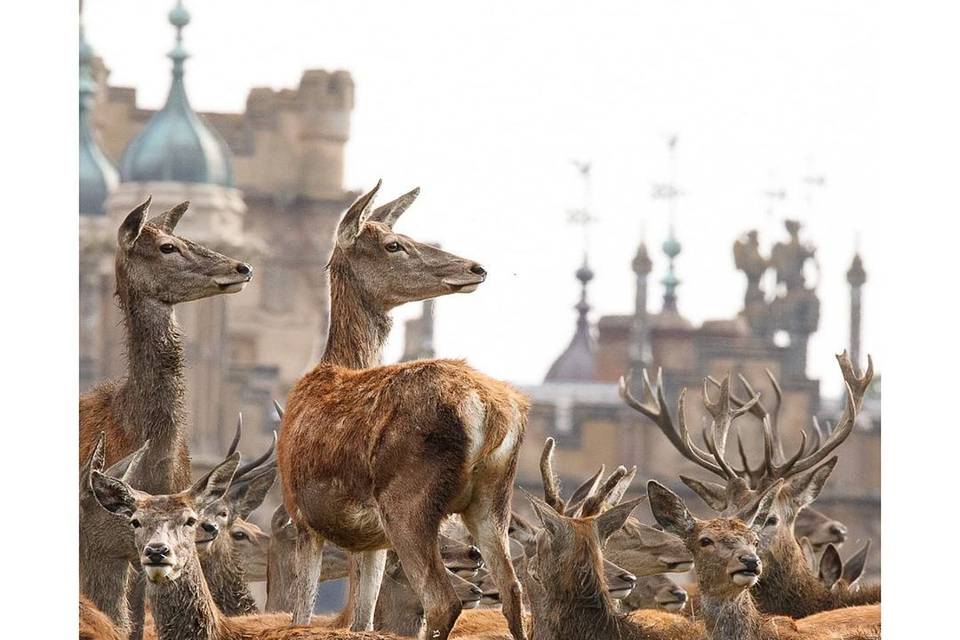 Knebworth House