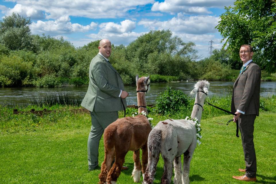 Walking with alpacas