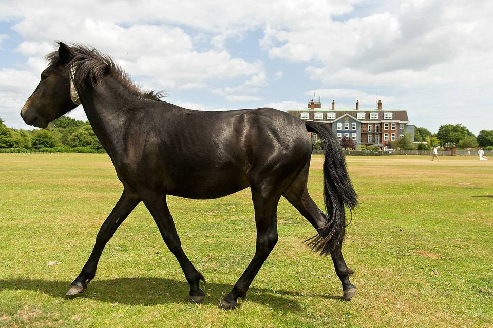 New forest horse & balmer lawn