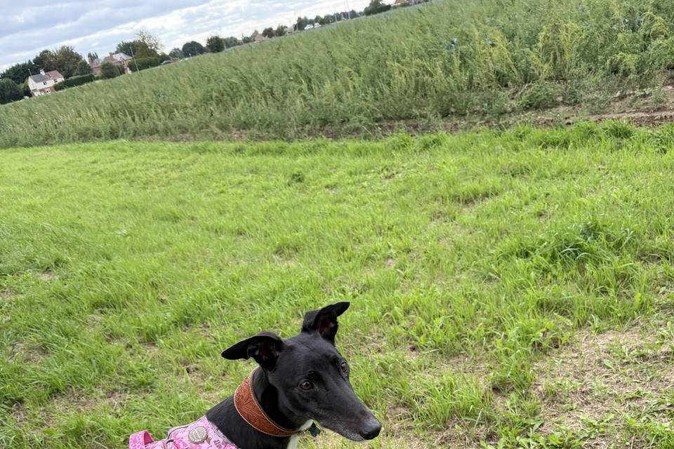 Walks