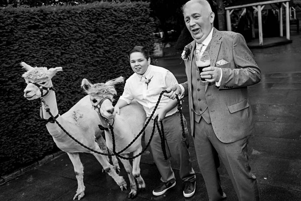 Wedding alpacas