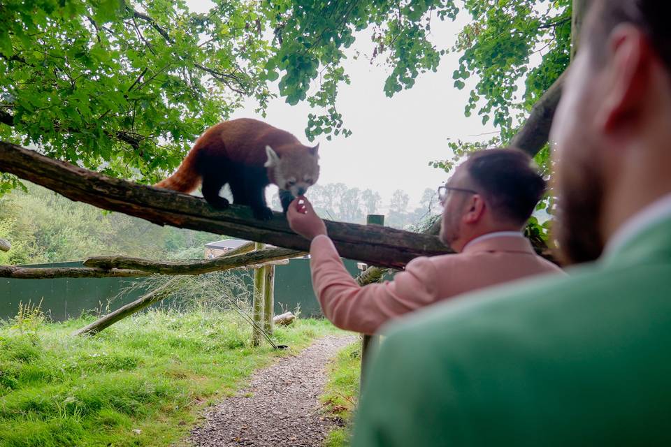 Red Panda Feed