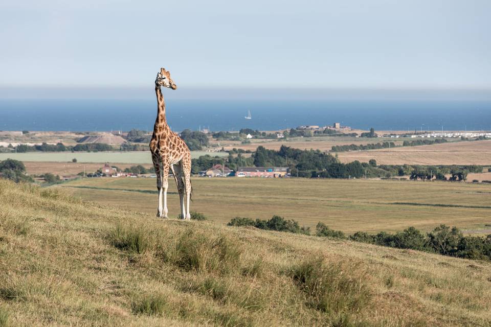 Wild Neighbours