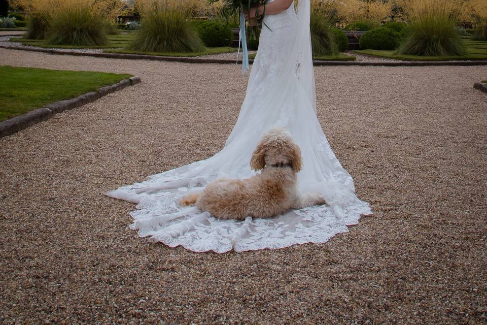 Bride and Dog